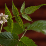 Flor de Morango Silvestre