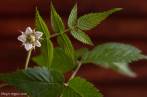 Flor de Morango Silvestre